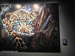 -罗红摄影艺术馆