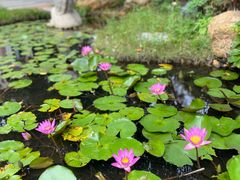 -广州市流溪河国家森林公园