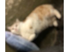 -猫猫幼稚园·撸猫·桌游·电玩