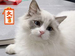 -喜洋洋宠物医院(震川路总店)