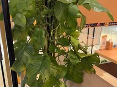 -禾绿回转寿司(苏宁广场店)