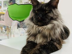 -糯米喵星人·撸猫猫舍咖啡馆(西市场嘉华店)