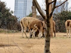 -杭州野生动物世界