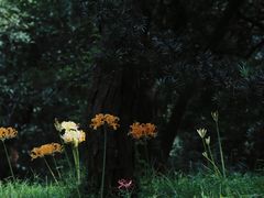 -杭州植物园