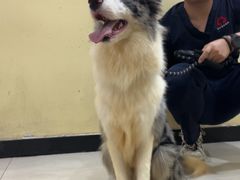 -义乌市派和宠物医院(贝村诊所)