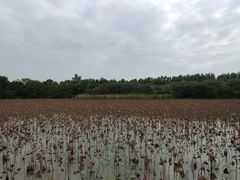 -大湾区中央湿地公园