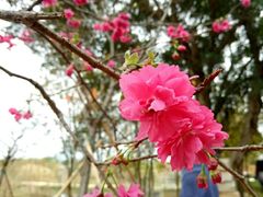 -天适樱花悠乐园