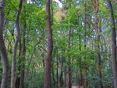 -紫金山山顶公园