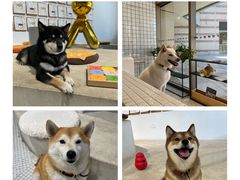 -柴务处·柴犬主题狗咖