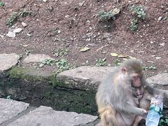 -黔灵山公园