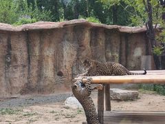 -北京野生动物园