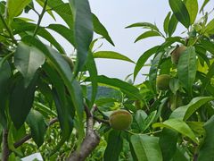 -桃源山庄·水蜜桃采摘·柴火鸡·烧烤团建(龙泉山店)