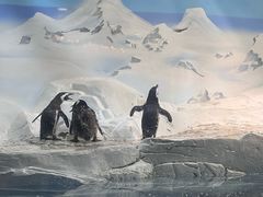 -上海海洋水族馆