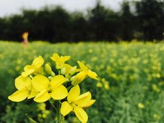 -天适樱花悠乐园