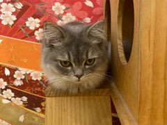-Let's go狗咖·猫咖·奶狗·桌游(春熙路IFS店)