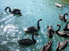 -长白岛森林公园