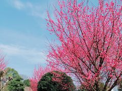 -武汉紫薇都市田园