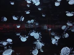 -杭州野生动物世界