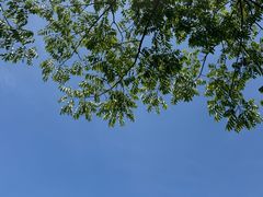 -贡湖湾湿地公园