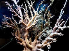 -绮丽珊瑚(台北101旗舰门市店)