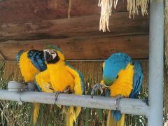 -西霞口神雕山野生动物世界