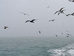 -海驴岛(荣成市)