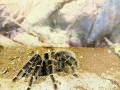-上海大自然野生昆虫馆(东方明珠·爬宠昆虫探索中心)