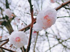 -秀丽东方