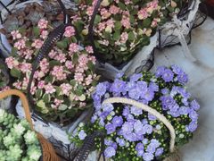 -循礼门鲜花花市(武汉循礼门店)