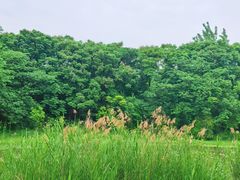 -白鹭湾湿地公园