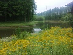 -黄海国家森林公园