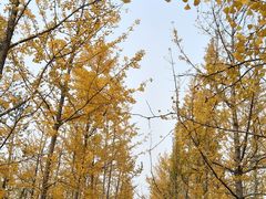 -汉长安城未央宫国家考古遗址公园