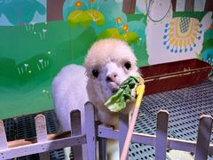 -正佳雨林生态植物园