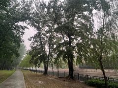 -大望京公园