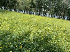 -长白岛森林公园