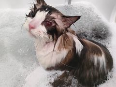 -Pets First伊珊娜洗护·精致美容·家庭式寄养(新会路店)