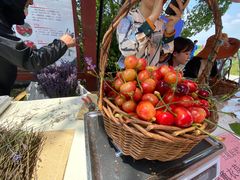 -上海菊园樱桃研究所