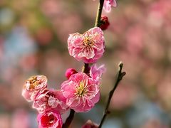 -梅花山(明孝陵内)