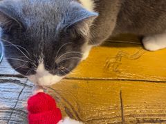 -猫猫幼稚园·撸猫·桌游·电玩