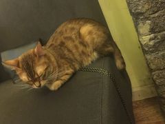 iphone_upload_pic-猫色咖啡·猫咖