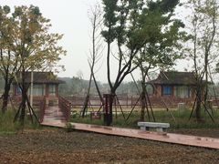 -杭州湾海上花田景区