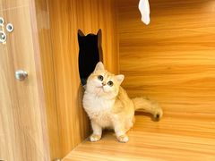 -猫十亿·布偶金渐层·曼基康矮脚猫舍(青年路店)