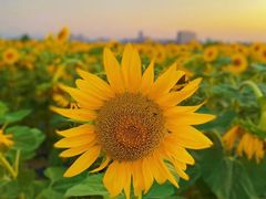 -汉长安城未央宫国家考古遗址公园