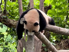 -中国大熊猫保护研究中心雅安碧峰峡基地