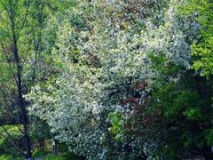 -长白岛森林公园