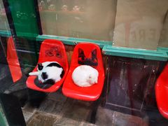 -猫咪博物馆(顶澳仔猫街店)