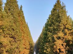 -黄海国家森林公园