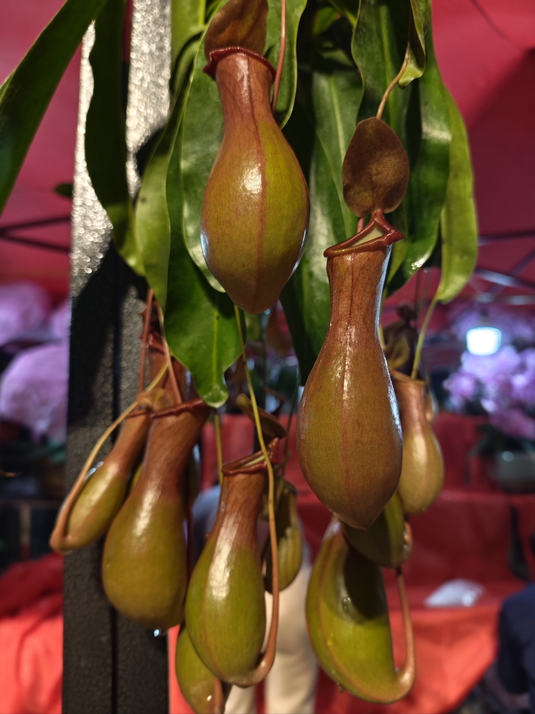 猪笼入水咯🌸❤️🌹🦌🍓🤟