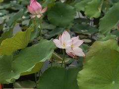 -祥源·阜阳生态乐园