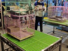 -中环花鸟鱼虫市场